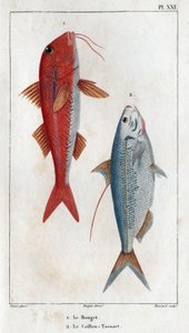 Rouget a Caillou-Tassart (Caillou Tassart). V ""Fauna des Medecins aneb historie zvířat a jejich produktů od Hippolyte Cloquet" - svazek 6 - 1825. od Hippolyte Cloquet