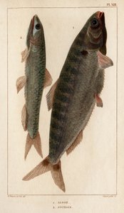 Shad and ančovičky.“ „Fauna des Mdecins aneb historie zvířat a jejich produktů od Hippolyte Cloqueta“ – svazek 6 – 1825. od Hippolyte Cloquet
