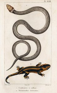 The Collared Snake, Land Salamander.“ „Fauna des Médecins aneb historie zvířat a jejich produktů od Hippolyta Cloqueta“ – svazek 6 – 1825.