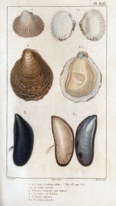 Trup, stejně otevřený, ústřice obecná, stejně otevřená, vulgární plíseň, stejně otevřená.“ Fauna lékařů nebo historie zvířat a jejich produktů od Hippolyte Cloqueta“ - od Hippolyte Cloquet