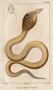 Naja neboli zmije má brýle.“ „Fauna des Mdecins aneb historie zvířat a jejich produktů od Hippolyte Cloqueta“ – svazek 6 – 1825. od Hippolyte Cloquet