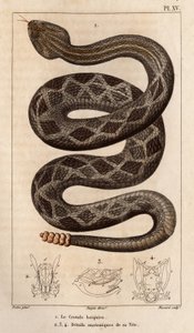 Chřestýš bude pít, anatomické detaily jeho hlavy.” “Fauna lékařů nebo historie zvířat a jejich produktů od Hippolyta Cloqueta”” -