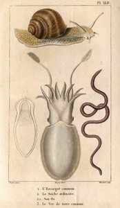 Hlemýžď obecný, sépie obyčejná, její kost, žížala obecná. v „“ Fauna doků aneb historie zvířat a jejich produktů od Hippolyte Cloqueta“““ – Volume 6 – 1825.