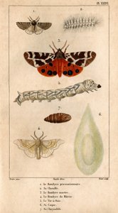 Procesní Bombyce, jeho housenka, kuní Bombyce, Murier Bombyce, bourec morušový, jeho trup, jeho chrysalide.in „“ Fauna doktorů aneb historie zvířat a jejich produktů od Hippolyte Cloqueta““ -