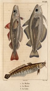 Treska, treska a burbot.“ Fauna des Mdecins aneb historie zvířat a jejich produktů od Hippolyte Cloqueta“ - Volume 6 - 1825.