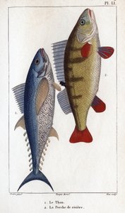 Tuňák a okoun říční.” “Fauna lékařů nebo historie zvířat a jejich produktů od Hippolyte Cloquet”” - od Hippolyte Cloquet
