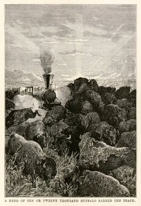 Stádo deseti nebo dvanácti tisíc bizonů zatarasilo cestu, z knihy Cesta kolem světa za osmdesát dní od Julese Verna (1828-1905), vyryla Louis Prevost, 1873