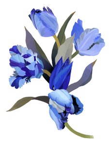 Modrý tulipán