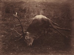 Mrtvý jelen,1857 (foto) od Horatio Ross