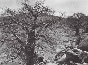 Afrika: Baobab, Dar Nuba (čb fotografie) od Hugo Adolf Bernatzik