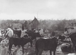 Afrika: Kraal pro dobytek na břehu řeky Bahr el Zeraf (čb fotografie) od Hugo Adolf Bernatzik