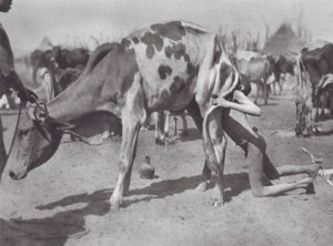 Afrika: Severní Dinka fouká krávu (čb fotografie)