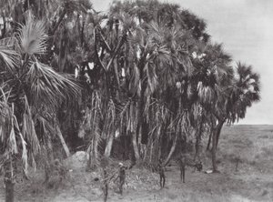 Afrika: Nuerští lovci v palmovém lese (čb fotografie) od Hugo Adolf Bernatzik