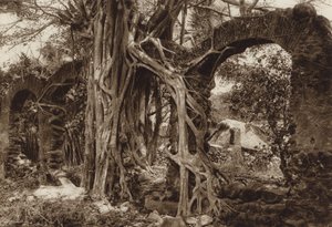 Mexiko: španělský obloukový most s fíkovníkem, Antigua, stát Vera Cruz (čb fotografie) od Hugo Brehme