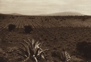 Mexiko: pole agáve v okolí Ometusca (čb fotografie)