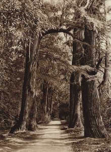 Mexiko: hlavní město Mejico, park Chapultepec, Alameda de los Filosofos (čb fotografie) od Hugo Brehme