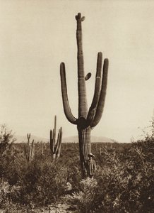 Mexiko: "Cereus giganteus" v okolí města Magdalena, stát Sonora (čb fotografie)