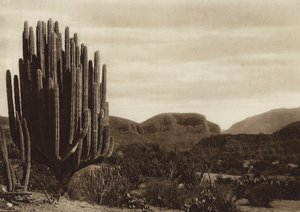Mexiko: Cuicatian, "Cereus candelabrum" (čb fotografie)