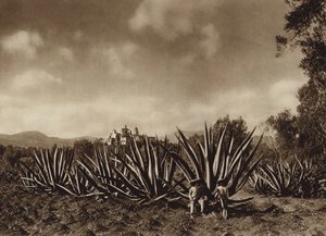 Mexiko: Okolí Tepepamu s agávovým polem (čb fotografie) od Hugo Brehme