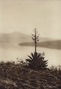 Mexiko: břeh jezera Chapala s kvetoucími agáve (čb fotografie) od Hugo Brehme