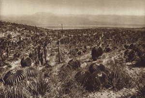 Mexiko: Sierra de Tehuacan, V přední části "Echinocactus grandis" (čb fotografie) od Hugo Brehme