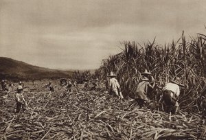 Mexiko: Tamasopo, sklizeň cukrové třtiny (čb fotografie) od Hugo Brehme
