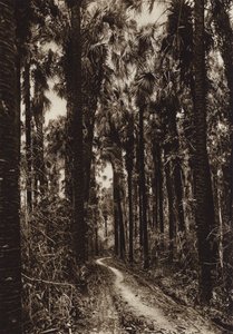 Mexiko: Tamasopo, Palmar (čb fotografie) od Hugo Brehme