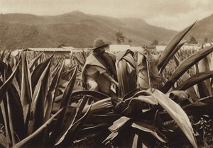 Mexiko: Tlachiquero saje pulque z rostliny agáve (čb fotografie) od Hugo Brehme