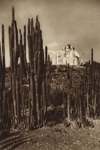 Mexiko: Zapottlan, "Cereus bavosus" (čb fotografie) od Hugo Brehme