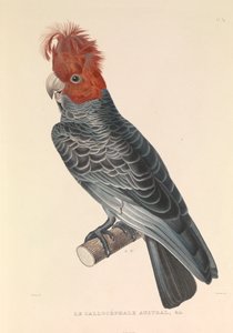 Australský kalikofil