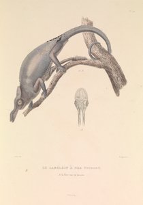 Chameleon s rozvětveným nosem