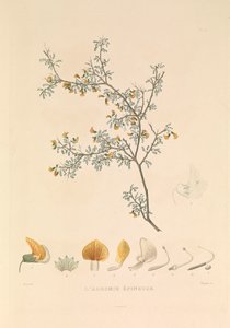 Adesmie Épineuse" (Adesmie trnitá)