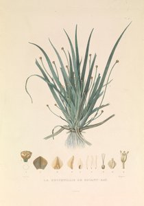 The Busseuillie of Botany Bay