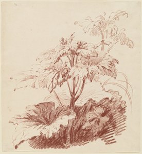 Kvetoucí rostlina s pupeny od I Jean Baptiste Hüet
