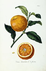 Oranžové ovoce, citrusy od Ignaz (after) Strenzl