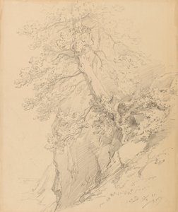 studie stromů od Ignaz Dorn