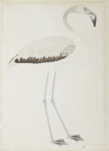Flamingo, cca 1780 (neprůhledné wc na papíře) od Indian School