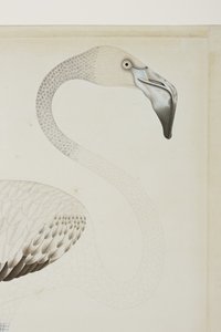 Plameňák, detail, cca 1780 (neprůhledné wc na papíře) od Indian School