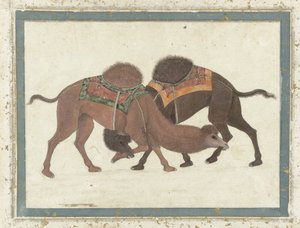 Boj s velbloudy, kolem 1680-1700 od Indian School