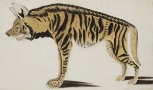 Hyena, po roce 1794 (neprůhledné wc na papíře) od Indian School