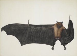 Indická létající liška známá také jako velký indický kaloň, Pteropus Giganteus, c1800. od Indian School