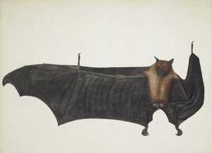 Indian Flying Fox také známý jako velký indický kaloň; Pteropus Giganteus, c. 1800 (ručně kolorovaná rytina) od Indian School