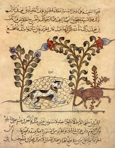 Kočka a krysa, arabská miniatura z knihy "Kalila va dimna" od Indian School