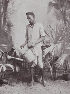 Bombaj / Mumbai: Zahradník (čb fotografie) od Indian photographer
