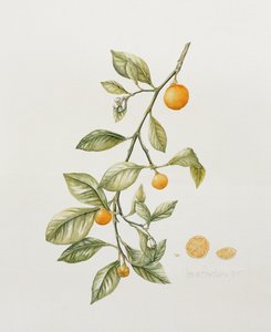 Ornamental Orange, 1995 (wc) od Iona Hordern