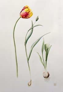 Papoušek tulipán, 1995 (wc) od Iona Hordern