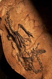 Bezzubý ceratosaurus v Ústavu paleontologie obratlovců a paleoantropologie v Xiaotangshan, severní Peking, Čína. od Ira Block