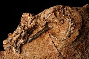 Neznámý dinosaurus v Ústavu paleontologie obratlovců a paleoantropologie v Xiaotangshan, severní Peking, Čína. od Ira Block