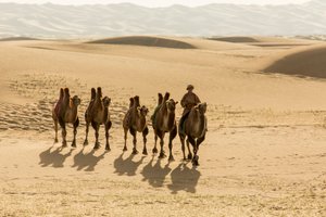 Karavana baktrijských velbloudů v poušti Jižní Gobi, Mongolsko., 2013 (foto) od Ira Block