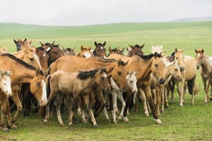 Místní rodina shání koně v přírodní rezervaci Gun-Galuut od Ira Block